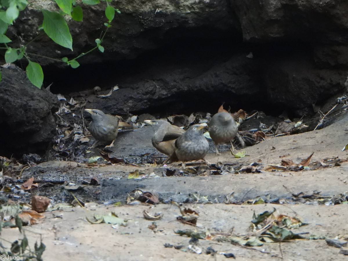 Jungle Babbler - ML646341882