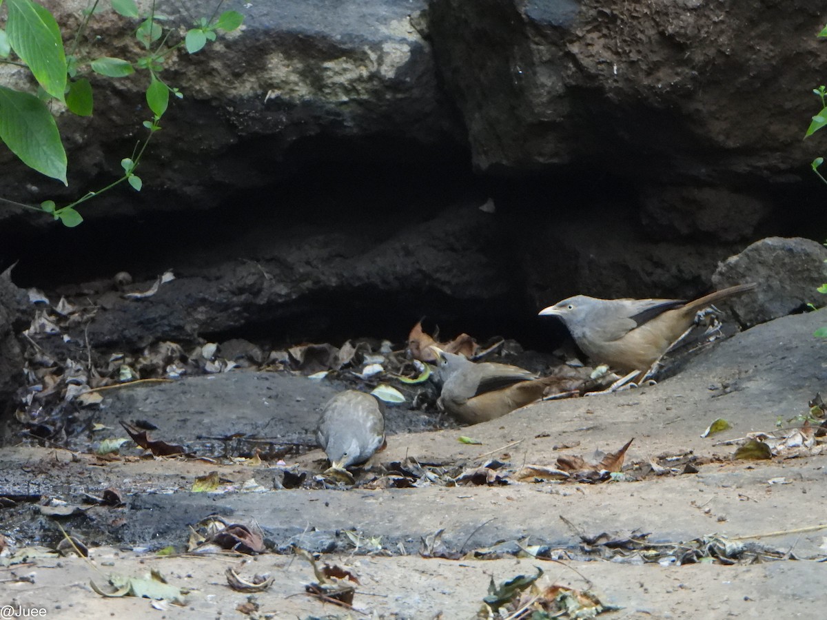 Jungle Babbler - ML646341883