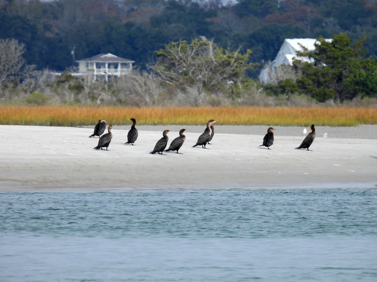 ミミヒメウ - ML646341893