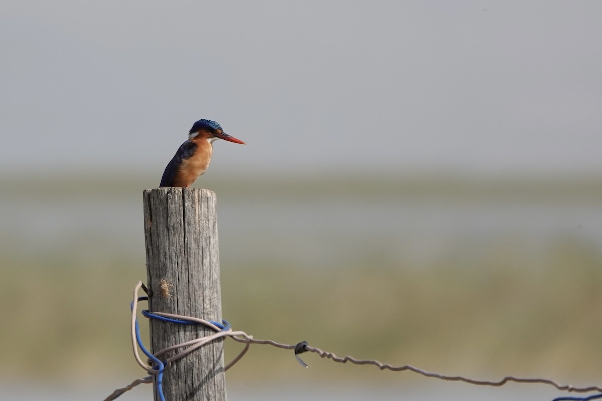 Malachite Kingfisher - ML646341894