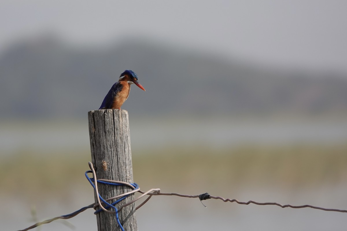 Malachite Kingfisher - ML646341895