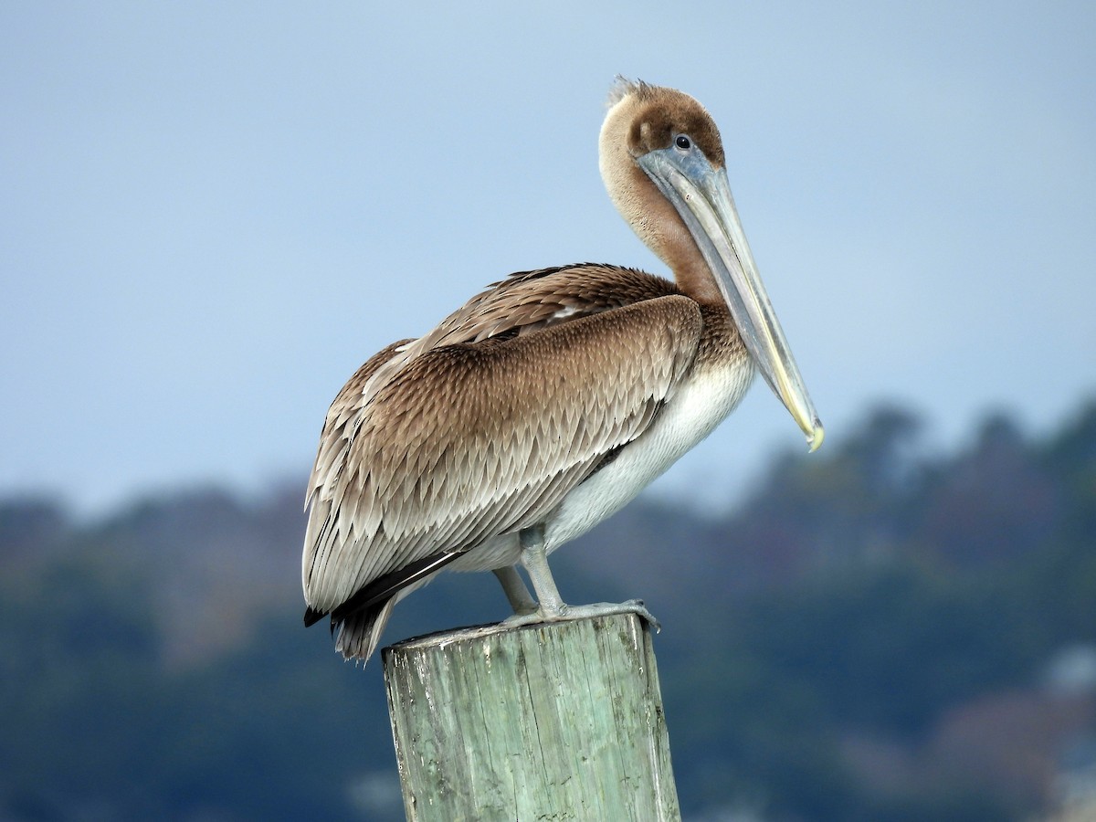 カッショクペリカン - ML646341898