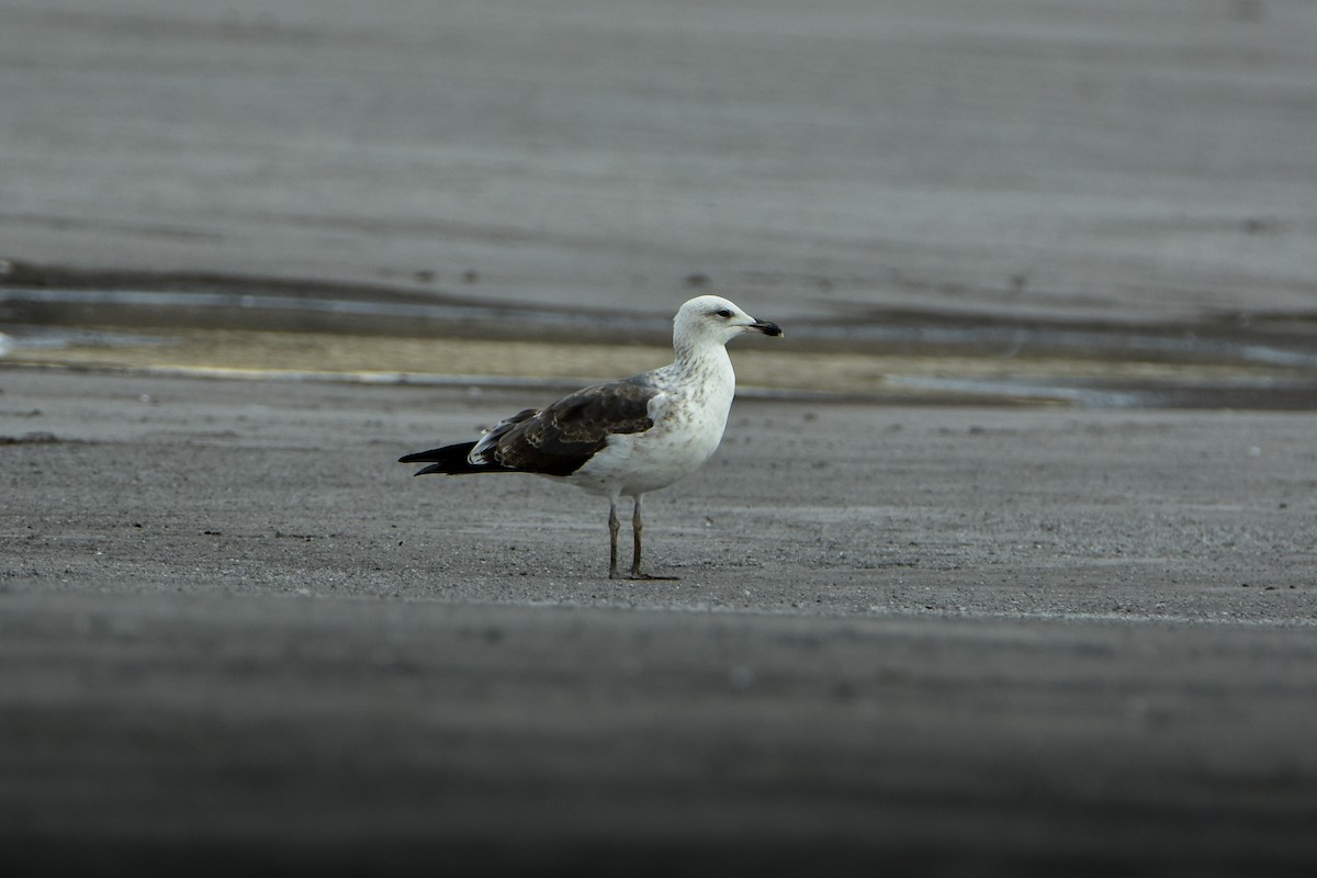 Мартин чорнокрилий (підвид intermedius) - ML646341905