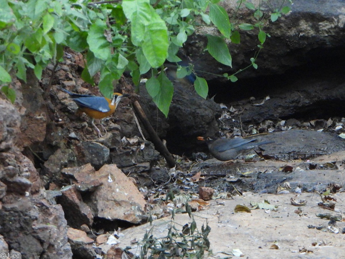 Indian Blackbird - ML646341906
