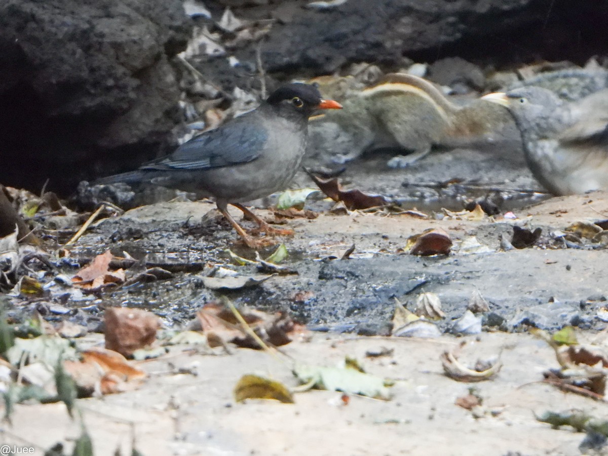 Indian Blackbird - ML646341908