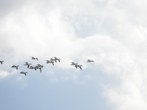 Common Shelduck - ML646341910