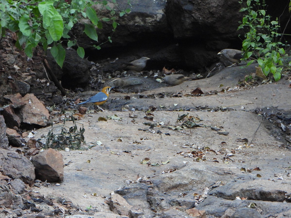 Orange-headed Thrush - ML646341911