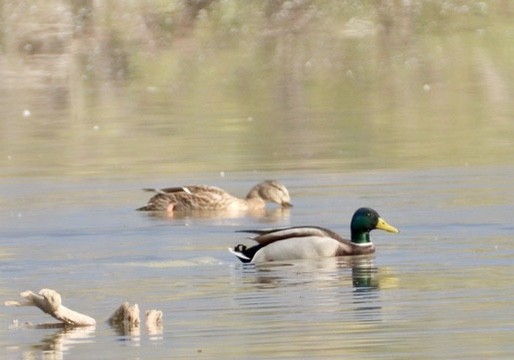 Mallard - ML646341915