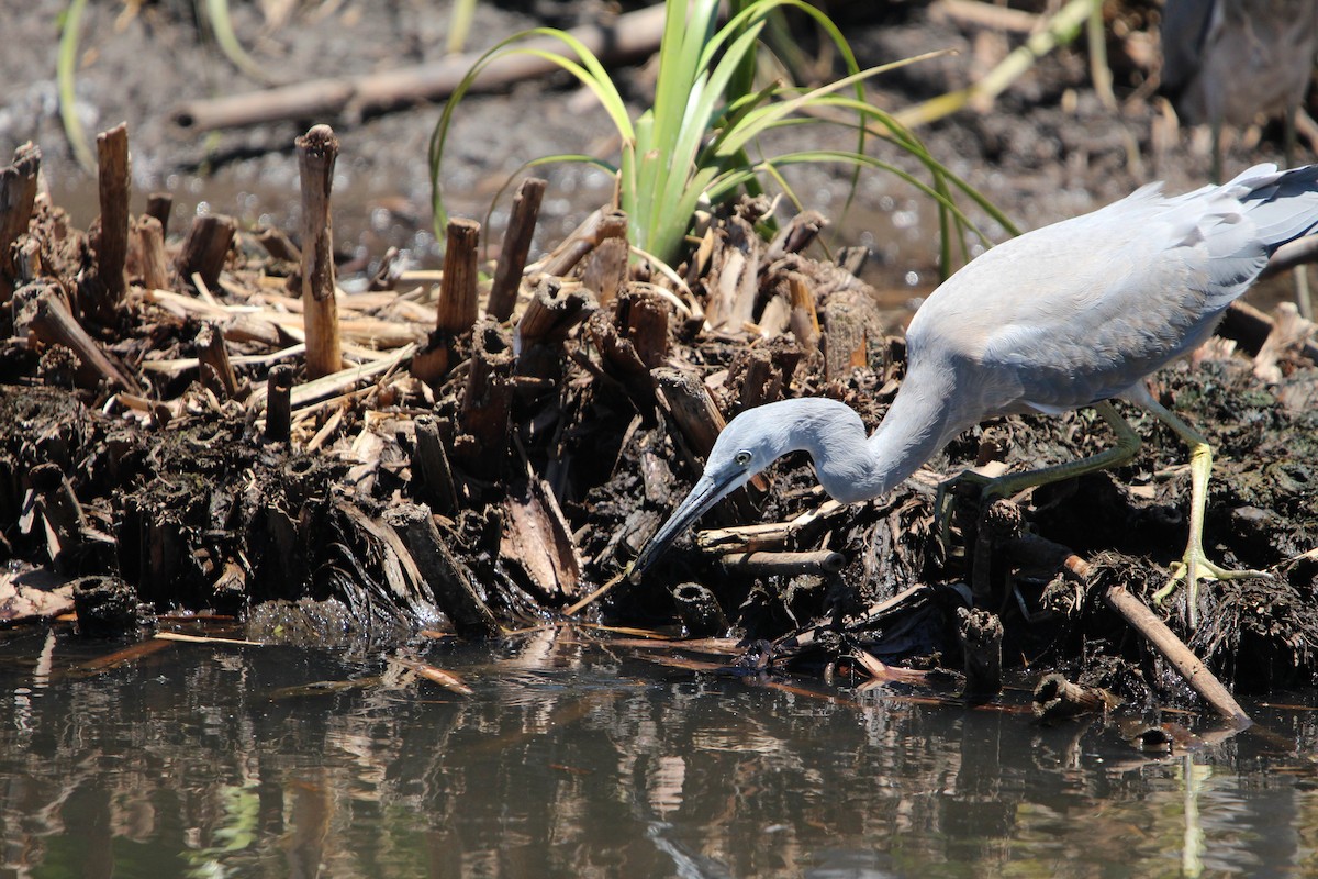 White-faced Heron - ML646341918