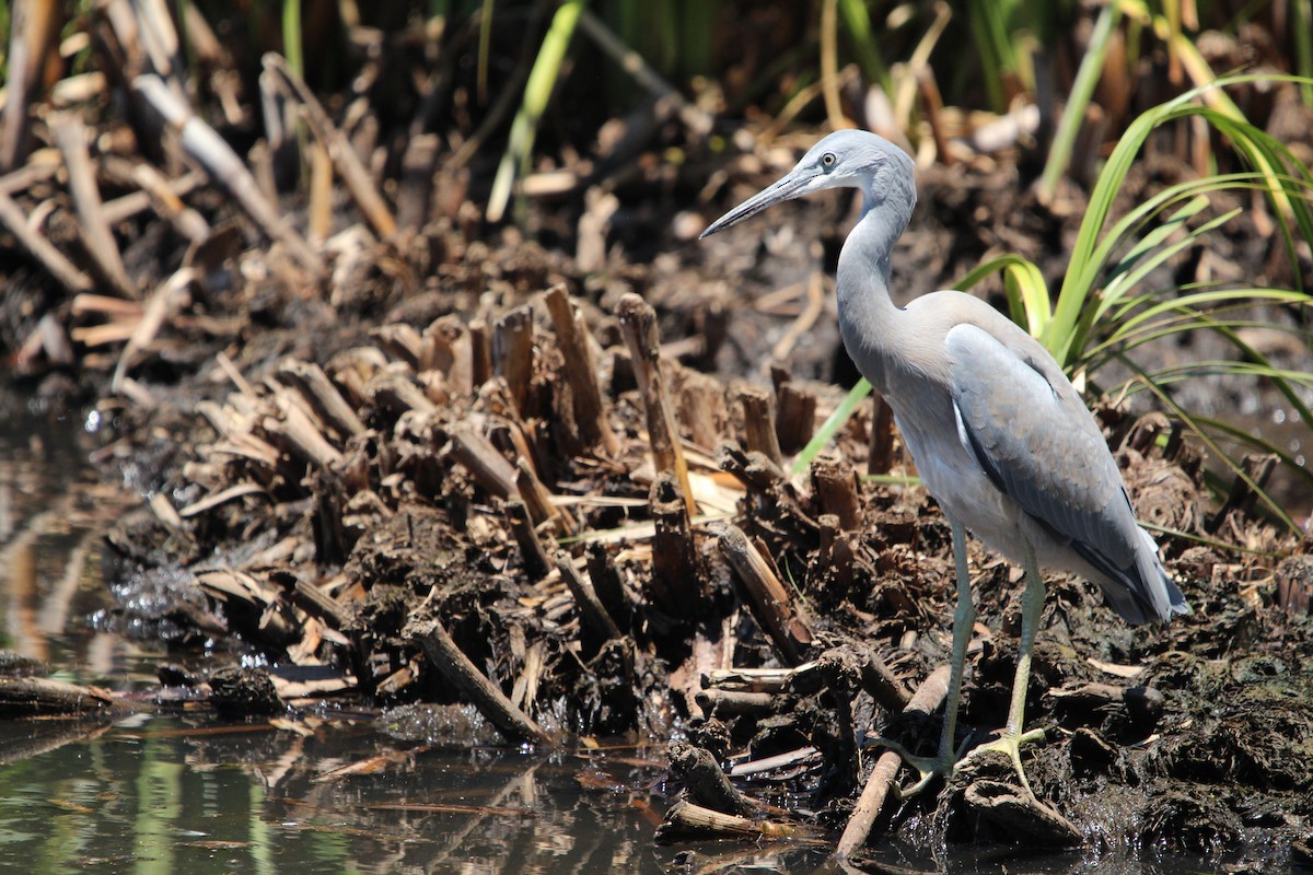 White-faced Heron - ML646341919