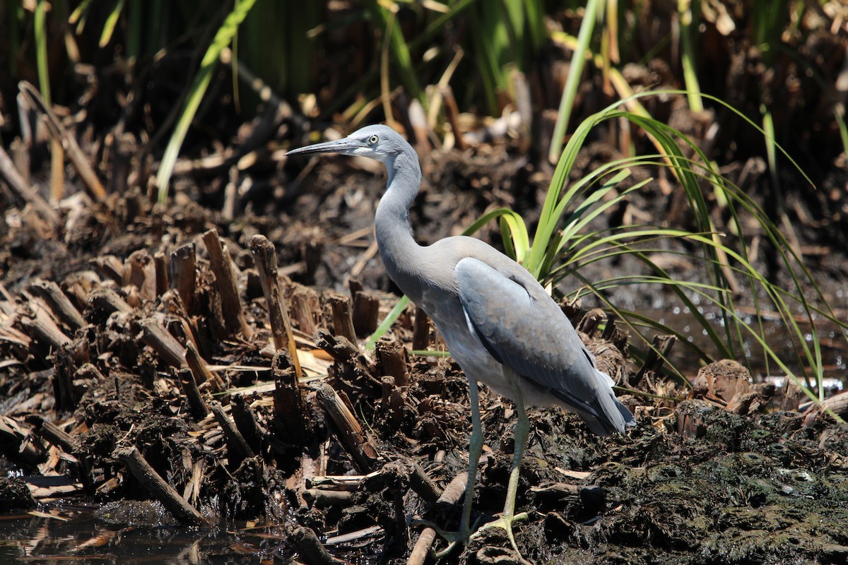 White-faced Heron - ML646341920