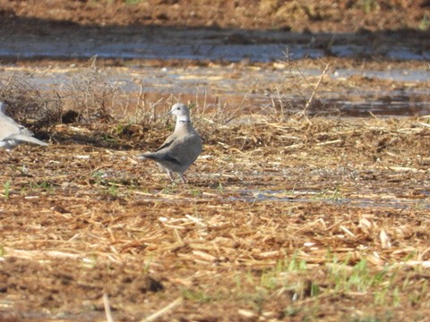 Eurasian Collared-Dove - ML646341921