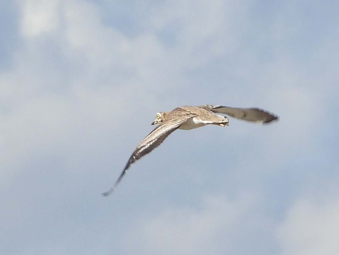 Eurasian Thick-knee - ML646341924