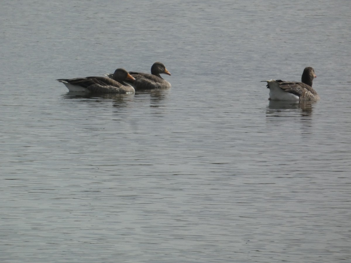 Graylag Goose - ML646341925