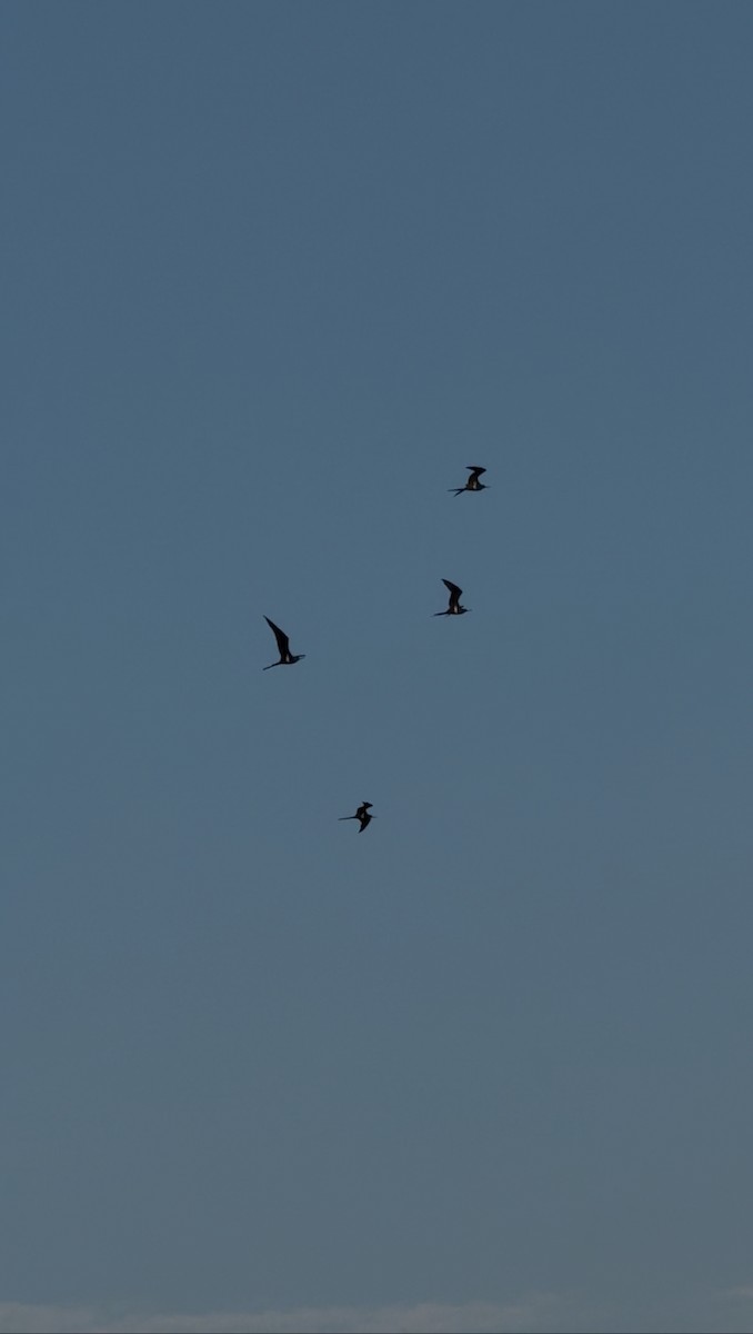 Lesser Frigatebird - ML646341927