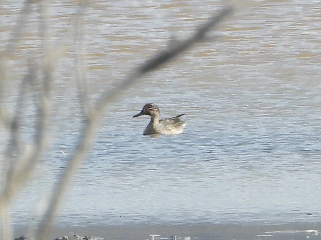 Green-winged Teal - ML646341932