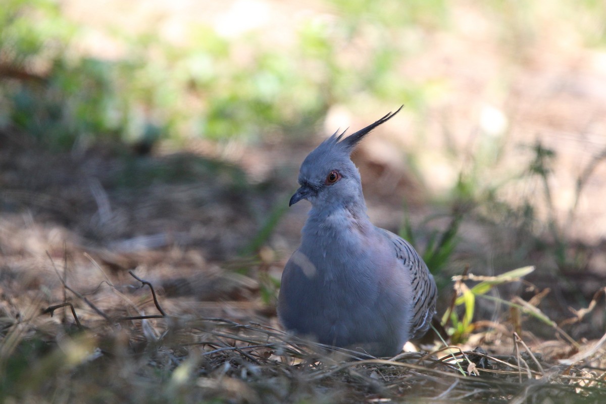 Tepeli Bronz Kumru - ML646341933