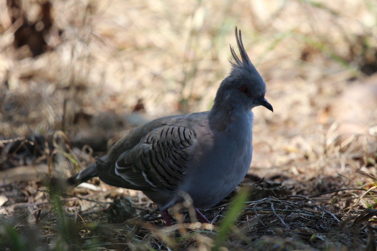 Tepeli Bronz Kumru - ML646341938