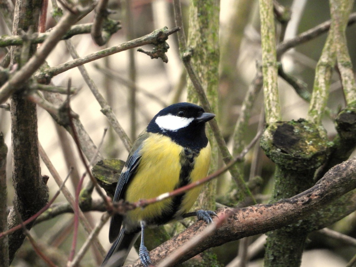 Great Tit - ML646341939