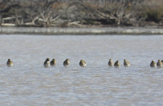 Сивка звичайна - ML646341940