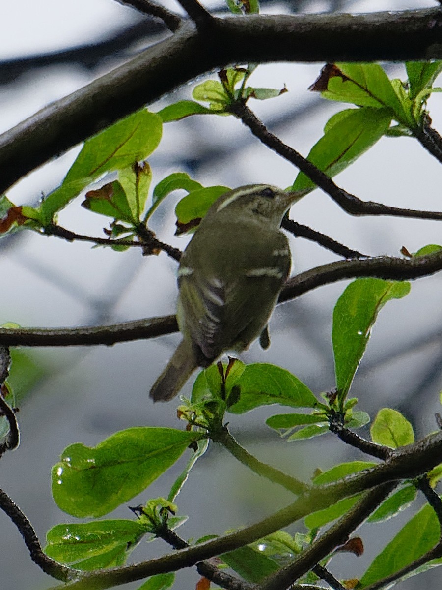 Yellow-browed Warbler - ML646341942