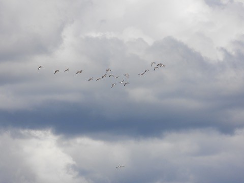 Common Shelduck - ML646341943
