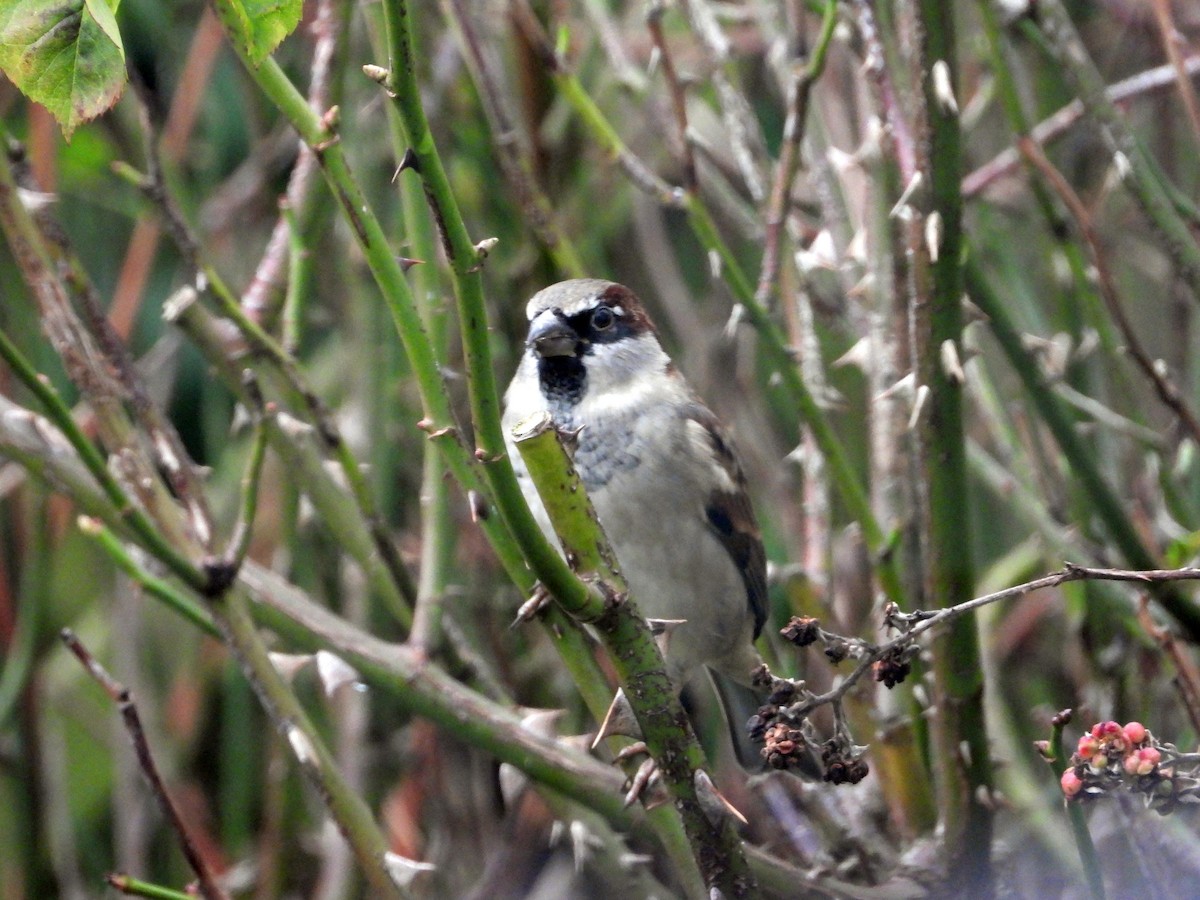 House Sparrow - ML646341945