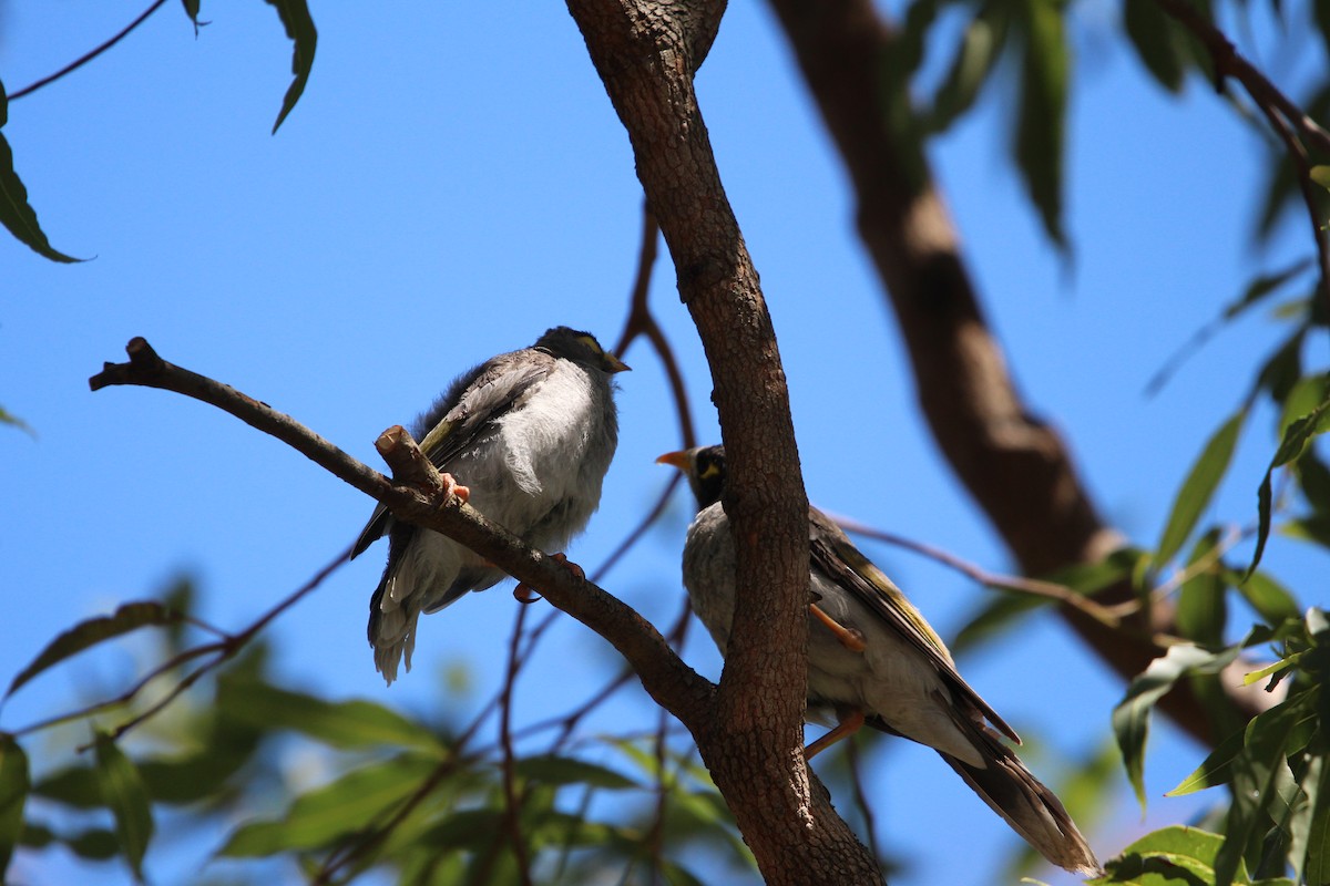 Geveze Balkuşu - ML646341950