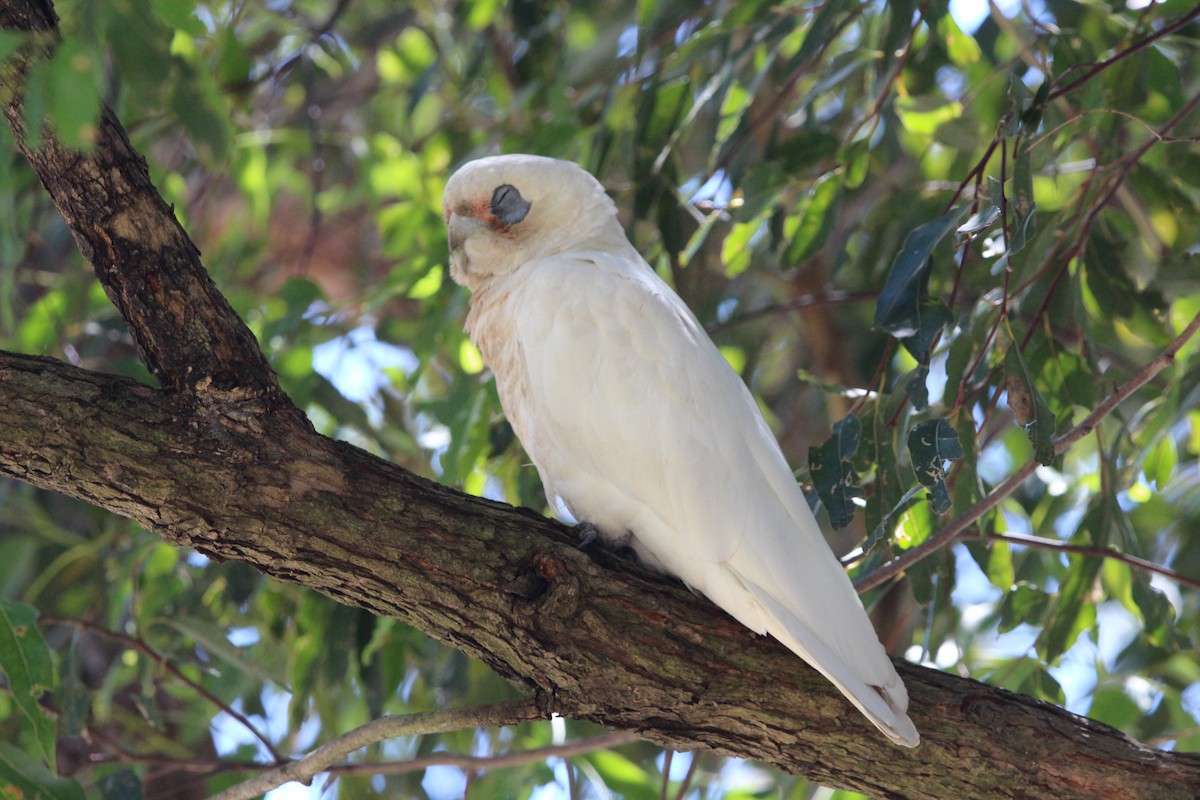 Küçük Korella Kakadusu - ML646341959