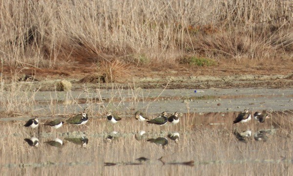 Northern Lapwing - ML646341961