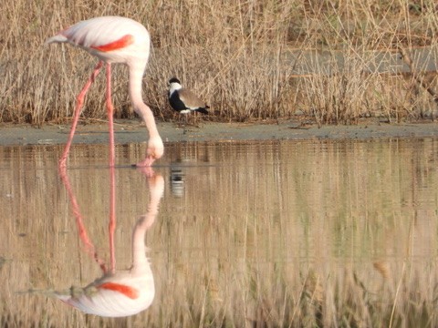 Spur-winged Lapwing - ML646341962