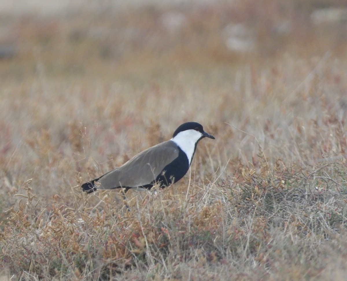 Spur-winged Lapwing - ML646341966