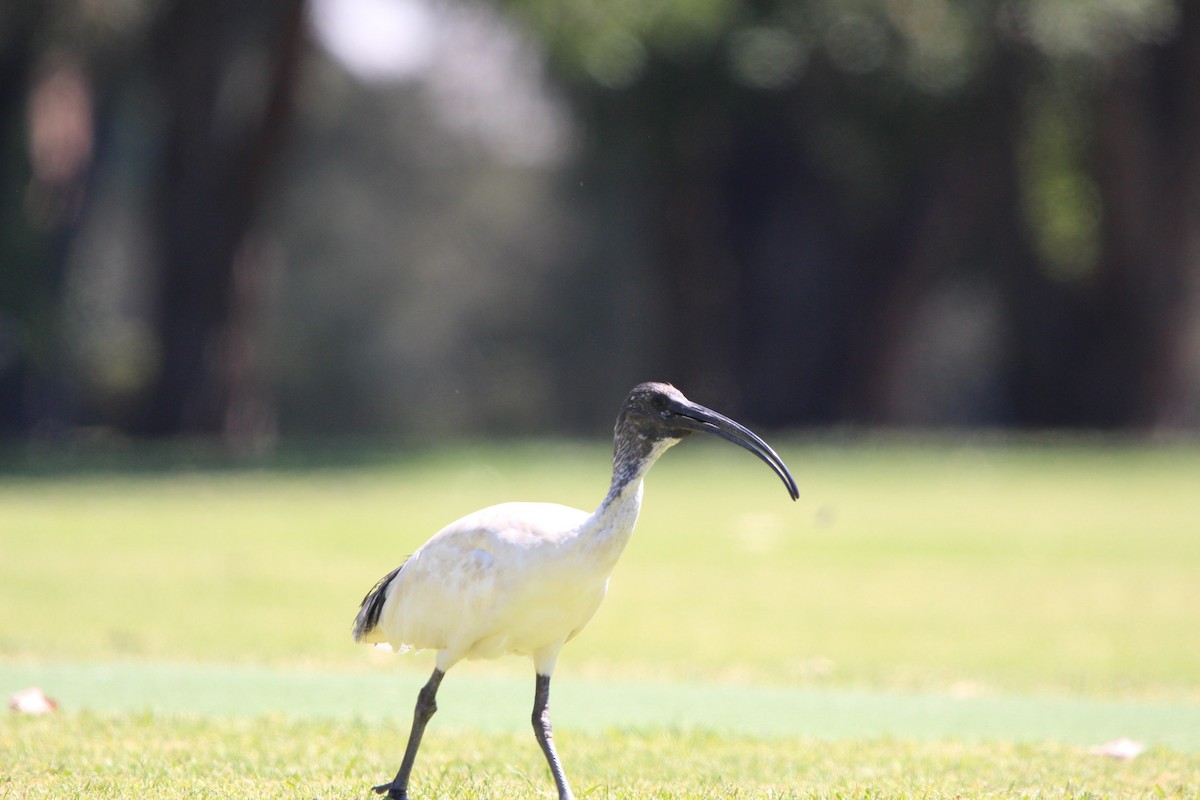 Avustralya Kutsal Aynağı - ML646341967