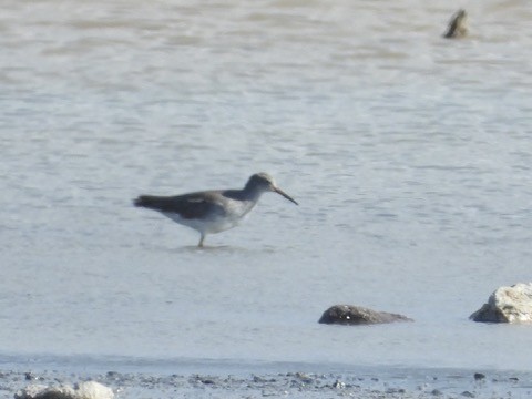 Spotted Redshank - ML646341970