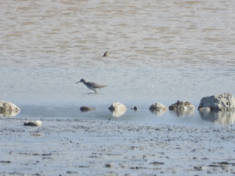 Spotted Redshank - ML646341971