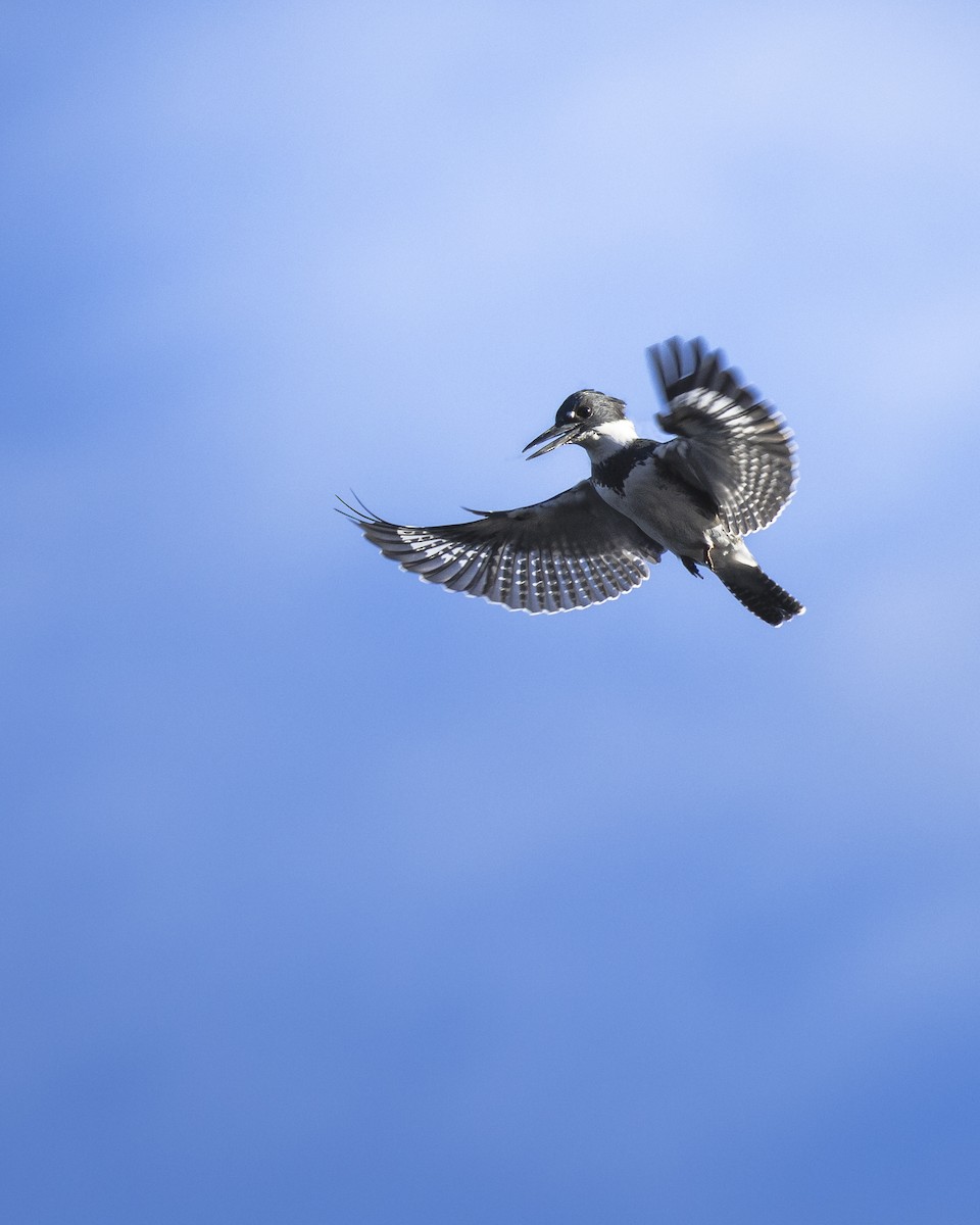 Belted Kingfisher - ML646341972