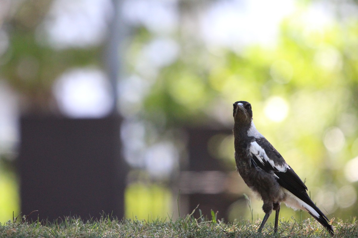 Avustralya Saksağanı - ML646341974