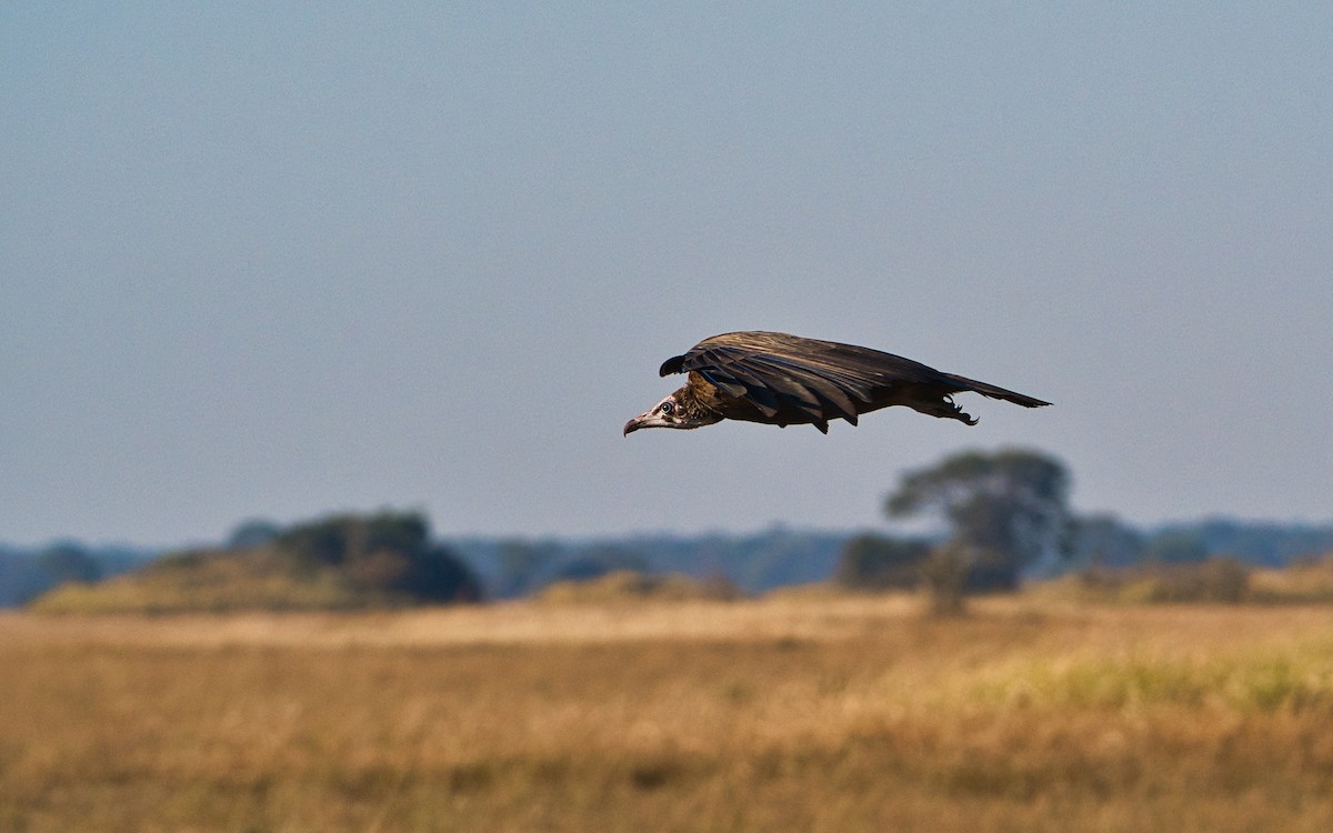 Hooded Vulture - ML646341975