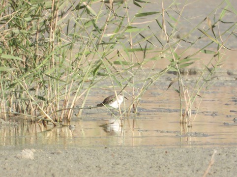 Dunlin - ML646341976