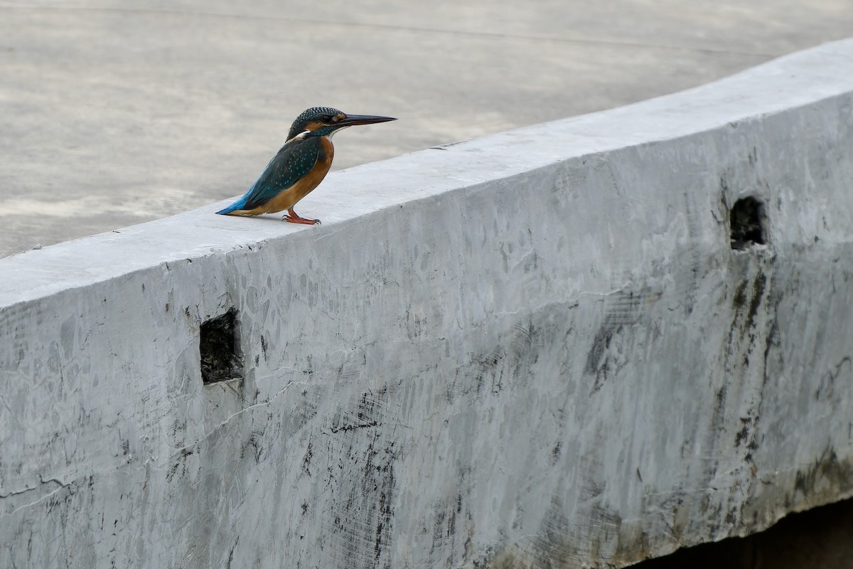 Common Kingfisher (Common) - ML646341977