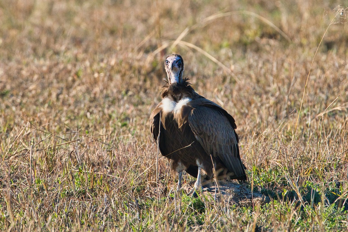 Hooded Vulture - ML646341978