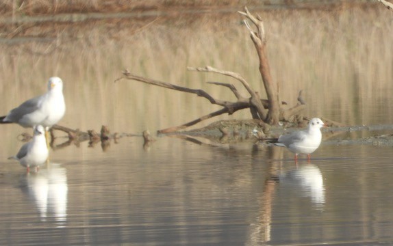 Black-headed Gull - ML646341979