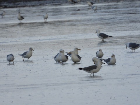 Yellow-legged Gull - ML646341980