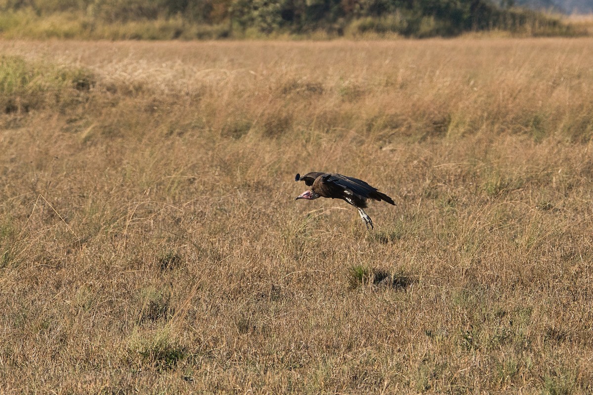 Hooded Vulture - ML646341981