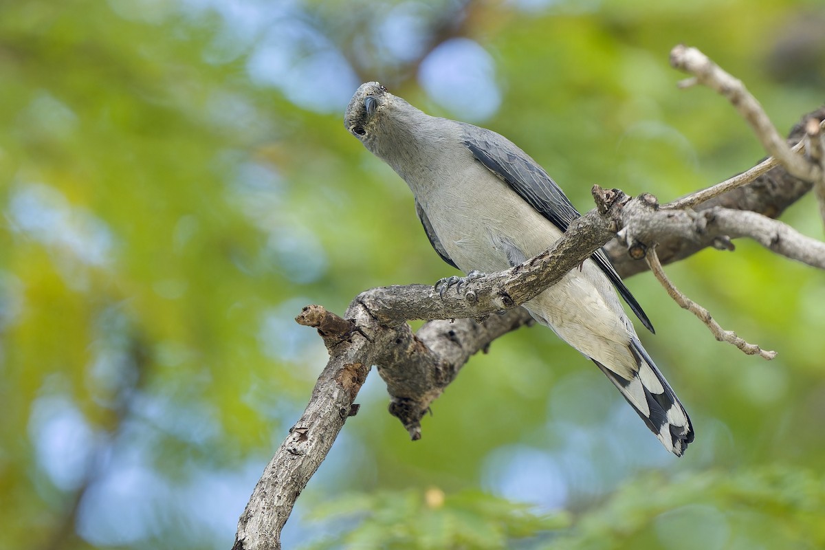 Black-winged Cuckooshrike - ML646341982