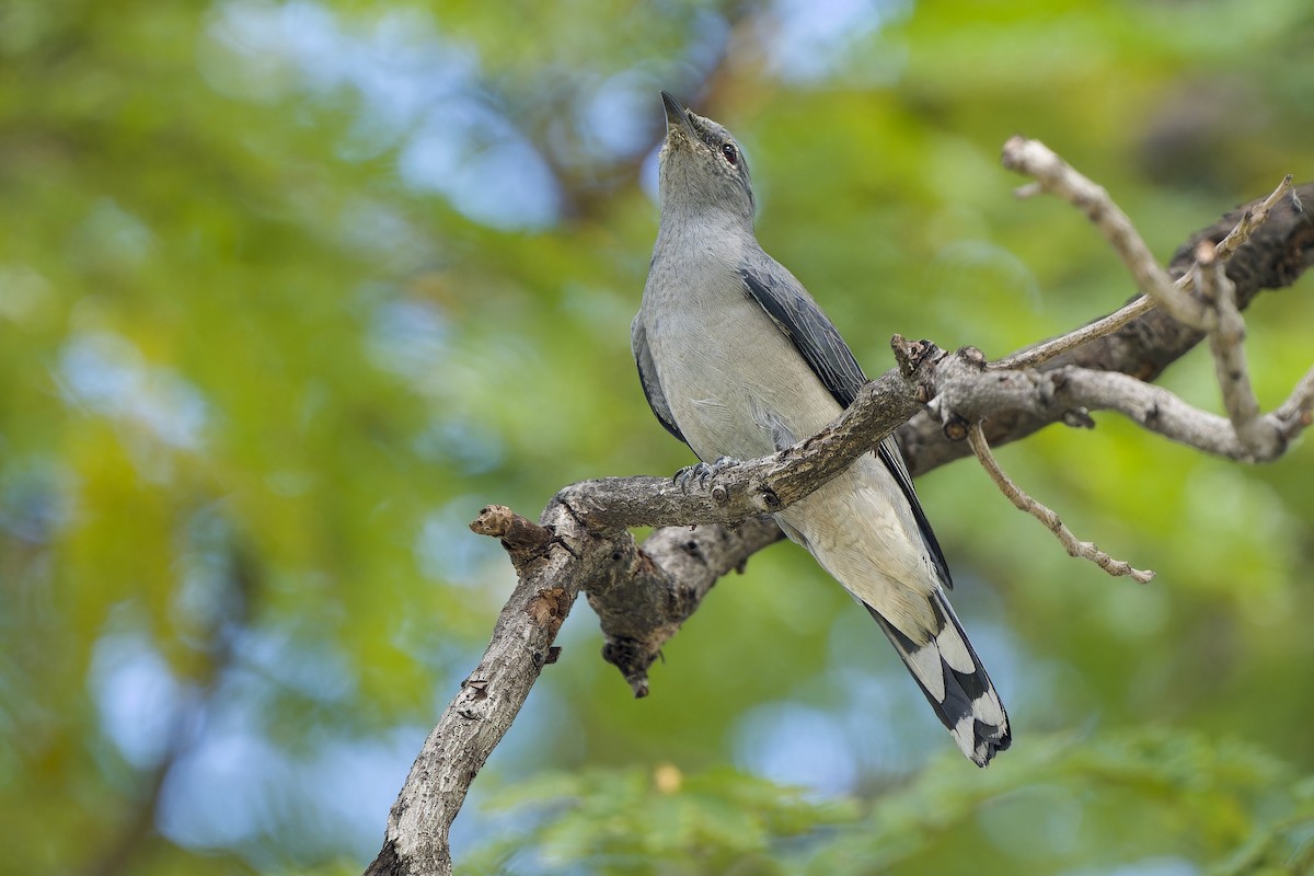 Black-winged Cuckooshrike - ML646341983