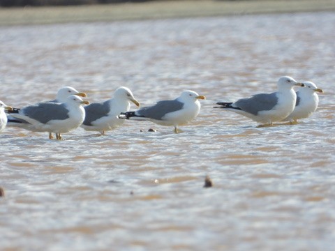 Yellow-legged Gull - ML646341985