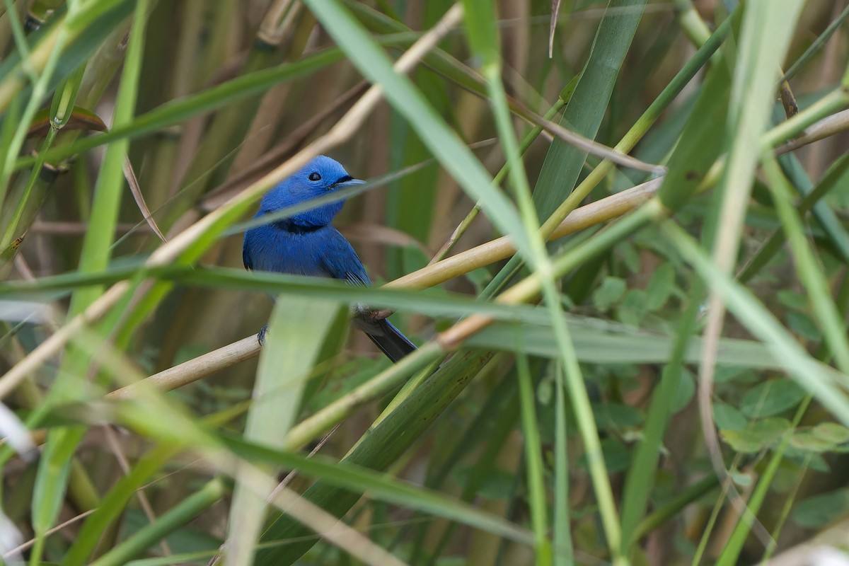 Black-naped Monarch - ML646341987