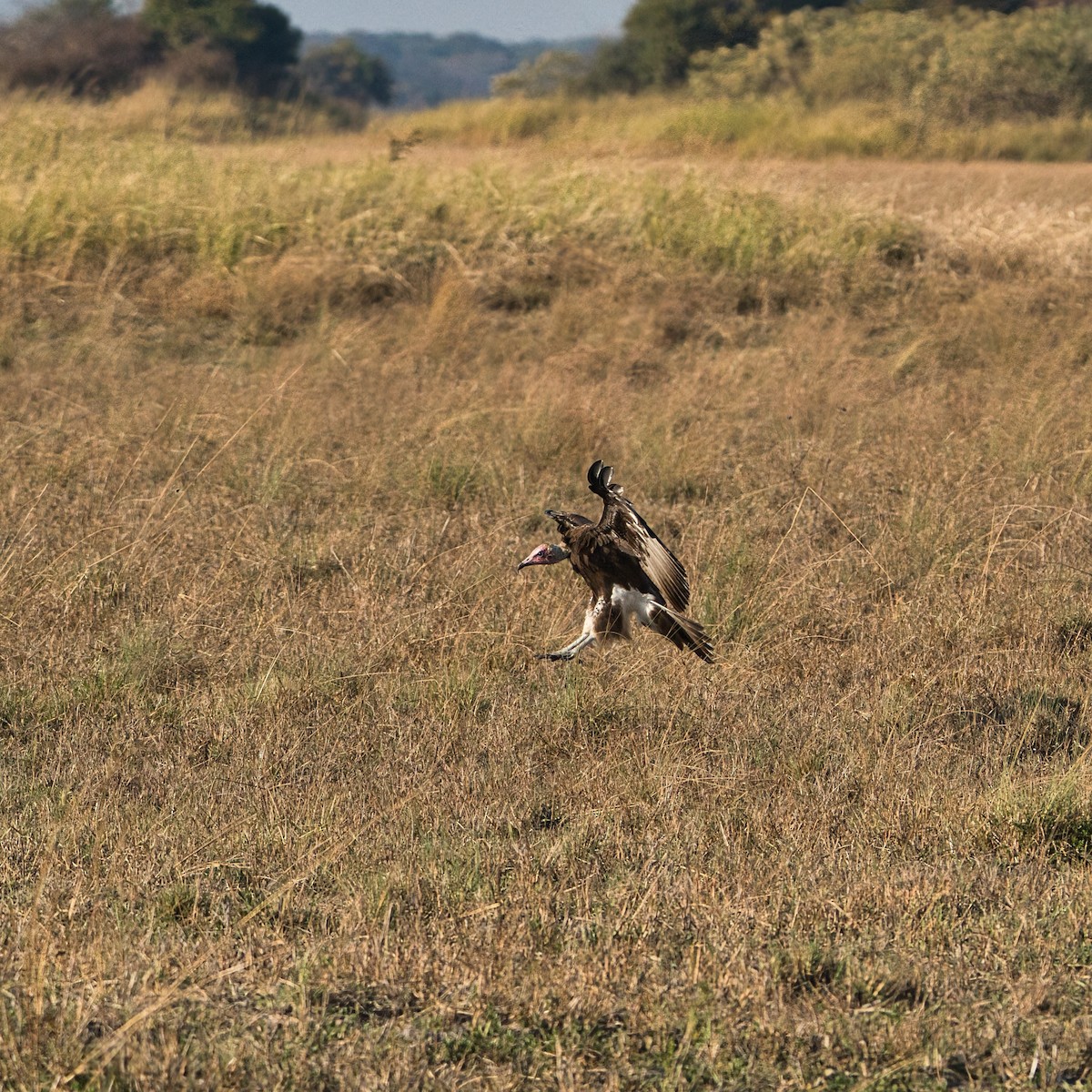 Hooded Vulture - ML646341988