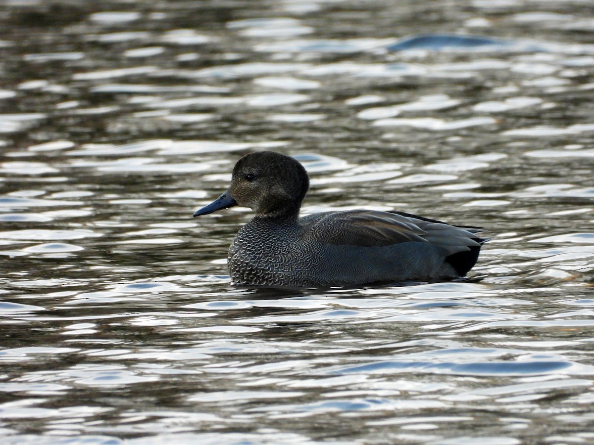 Gadwall - ML646341989